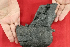 Hóa thạch xương hàm dưới của một loài khủng long tyrannosaurid được tìm thấy ở Amakusa, tỉnh Kumamoto, trong một lớp đất được hình thành vào Kỷ Phấn trắng muộn ở phía Tây Nam Nhật Bản. (Nguồn: Kyodo)