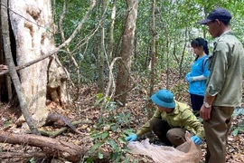 Ba cá thể Tê tê java được thả về môi trường tự nhiên tại Vườn Quốc gia Bù Gia Mập. (Ảnh: TTXVN phát)