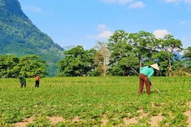 Bà con nông dân xã Trường Sơn, tỉnh Quảng Ninh, chăm sóc lạc vụ Đông-Xuân 2023-2024. (Nguồn: báo Quảng Bình)