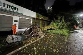 Một cây lớn bật gốc đổ ra phố Tràng Thi, Hà Nội, trong trận mưa dông tối 20/4 vừa qua. (Ảnh: Phạm Kiên/TTXVN)
