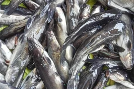 Hàng chục lồng cá nuôi trên sông Mã của 22 hộ dân bị chết, thiệt hại gần 2 tấn cá. (Ảnh: TTXVN phát)