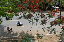 Đẹp ngỡ ngàng con đường hoa phượng đỏ ở tỉnh Hòa Bình 