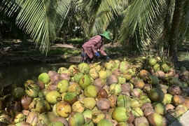 Nhà vườn Bến Tre thu hoạch dừa khô nguyên liệu. (Ảnh: TTXVN phát)