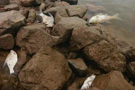 Nam Định: Quan trắc hiện trạng môi trường nước mặt sông Đáy không bất thường
