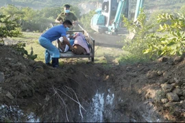 Tiêu hủy số lợn bị dịch tả lợn châu Phi tại thôn Nha Hố 1, xã Nhơn Sơn, huyện Ninh Sơn, tỉnh Ninh Thuận. (Ảnh: TTXVN phát)