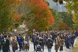 Lá cây chuyển màu đỏ và vàng tại Tokyo, Nhật Bản. (Ảnh: Kyodo/TTXVN)