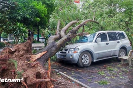 Hàng loạt cây xanh đổ làm hư hỏng phương tiện trong trận bão tối 7/9. (Ảnh: PV/Vietnam+)