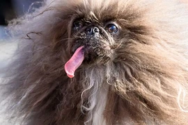 Wild Thang đã giành danh hiệu chú chó xấu nhất thế giới. (Nguồn: BBC)