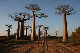 Cây bao báp khổng lồ không có nguồn gốc từ lục địa châu Phi như người ta vẫn tưởng. (Nguồn: CNN)