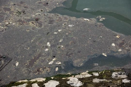 Hồ nước trong công viên Thiên văn học ở Hà Nội ô nhiễm vì cá chết 