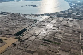 Lũ “thổi bay” vựa rau lớn nhất Hà Nội, nhiều nơi chưa thể trồng lại dù nước rút