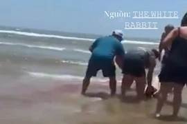 Người phụ nữ bị cá mập cắn khi đang bơi trên bãi biển