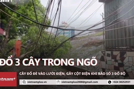 Long Biên: 3 cây đổ trong ngõ đè vào dây điện và làm gãy cột điện