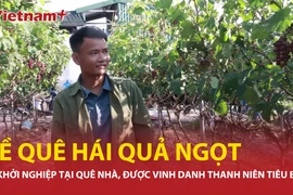 Kỹ sư 9X bỏ phố về quê khởi nghiệp, "hái quả ngọt" từ nho Hạ Đen