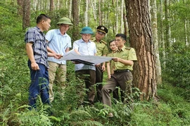 Mô hình trồng rừng gỗ lớn đã mang lại hiệu quả kinh tế và góp phần bảo vệ môi trường. (Ảnh: TTXVN)