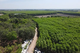 Diện tích rừng sản xuất được chuyển mục đích để xây dựng Khu tái định cư Long Phước. (Ảnh: Công Phong/TTXVN)