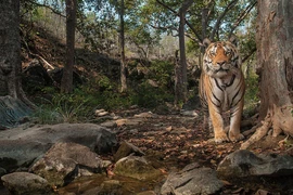 Bẫy ảnh (camera trap) đã "cách mạng hóa" cách các nhà khoa học nghiên cứu về loài hổ Bengal có nguy cơ tuyệt chủng. (Ảnh minh họa: Fineartamerica)