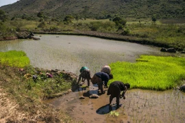 Người dân làm việc dưới trời nắng nóng tại làng Tolagnaro, Madagascar. (Ảnh: AFP/TTXVN)