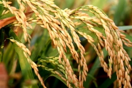 Một giống lúa được Viện Lúa Đồng bằng sông Cửu Long giới thiệu trình diễn tại vụ lúa Đông Xuân 2023-2024. (Ảnh: Thu Hiền/TTXVN)