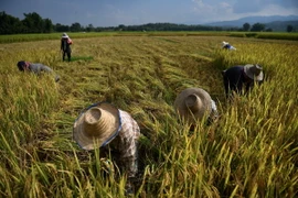 Nông dân thu hoạch lúa trên cánh đồng ở tỉnh Chiang Mai, Thái Lan. (Ảnh: AFP/TTXVN)