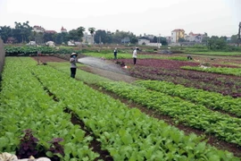 Nông dân chăm sóc rau tại vùng sản xuất rau chuyên canh huyện Hoài Đức, thành phố Hà Nội. (Ảnh: Vũ Sinh/TTXVN)