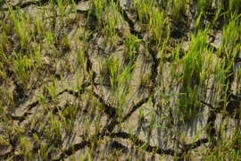 Cánh đồng lúa của người dân xã Bông Krang, huyện Lắk (Đắk Lắk), có nguy cơ mất trắng vì hạn hán. (Ảnh: Tuấn Anh/TTXVN)