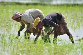 Nông dân trồng lúa trên cánh đồng tại Nagaon, bang Assam, Ấn Độ. (Ảnh: THX/TTXVN)