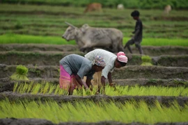 Nông dân trồng lúa trên cánh đồng ở Nagaon, bang Assam, Ấn Độ, ngày 14/7/2024. (Ảnh: THX/TTXVN)