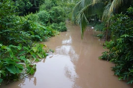 Mực nước ở kênh, rạch trên địa bàn tỉnh Đồng Tháp đang lên theo triều cường. (Ảnh: Nhựt An/TTXVN)