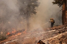 Lính cứu hỏa dập đám cháy rừng tại California, Mỹ ngày 13/9/2024. (Ảnh: THX/TTXVN)