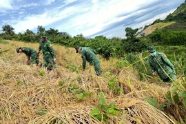 Lực lượng Bộ đội Biên phòng tỉnh Quảng Nam giúp dân gặt lúa phòng chống bão số 6. (Ảnh: Trần Tĩnh/TTXVN)