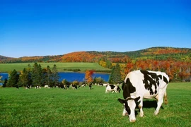 Một trang trại ở Vermont, Mỹ. (Ảnh: Getty Images/TTXVN)