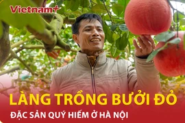 Ghé thăm ngôi làng trồng bưởi đỏ 'độc nhất vô nhị' ở Hà Nội