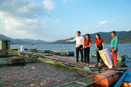 Ngành ngân hàng dành nguồn vốn tín dụng ưu đãi cho ngành thủy sản. (Ảnh: PV/Vietnam+)