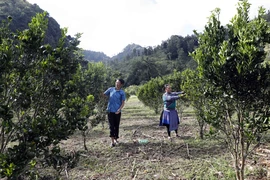 Vợ chồng anh Lù Seo Khờ ở xã Tả Ngài Chồ chăm sóc vườn cam từ vốn vay chính sách. (Ảnh: Vietnam+)