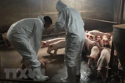 Cán bộ vùng II, Cục Thú Y, lấy mẫu xét nghiệm trên đàn lợn tại hộ gia đình ông Nguyễn Văn Khanh, thôn Mậu Lâm, xã Đông Đô (Hưng Hà, Thái Bình). (Ảnh: Thu Hoài/TTXVN)