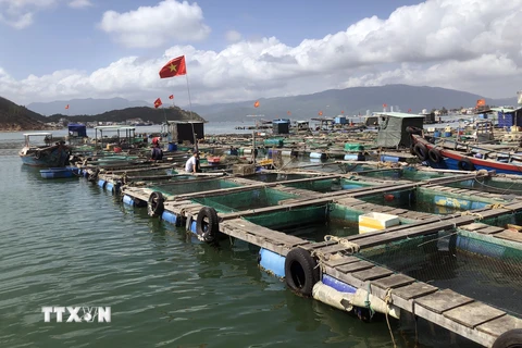 Kiên Giang: Quản lý theo khu vực để phát triển nghề nuôi biển hiệu quả