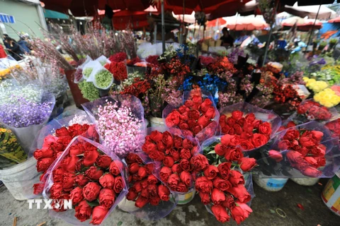 Giá hoa hồng Đà Lạt chuẩn bị cho ngày Valentine tăng gấp từ 2-3 lần