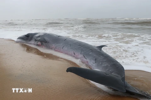 Phát hiện xác cá voi “khủng” dạt vào bờ tại xã đảo Quan Lạn