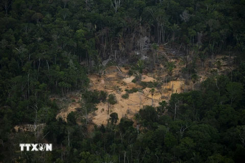Thế giới có thể bỏ lỡ mục tiêu khí hậu về rừng vào năm 2030