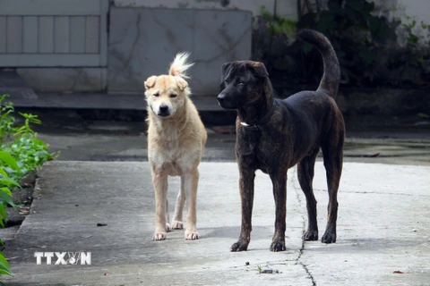 Đồng Nai: Xuất hiện 5 ổ dịch chó dại, nguy cơ diễn biến phức tạp