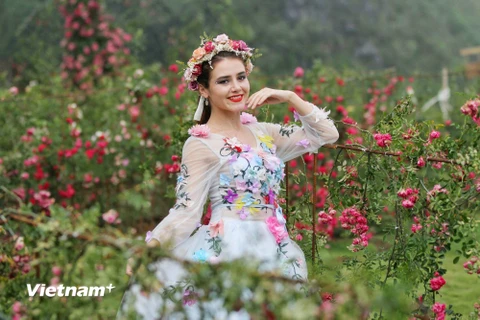 Sapa: Chiêm ngưỡng thung lũng hoa hồng tuyệt đẹp lớn nhất Việt Nam
