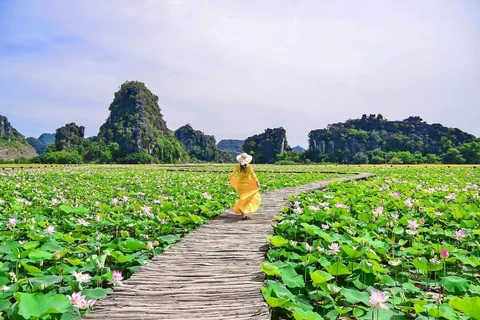 [Photo] Khám phá đầm sen được mệnh danh đẹp nhất Việt Nam 
