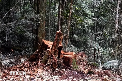 Hiện trường vụ phá rừng ở lâm phần thuộc Công ty trách nhiệm hữu hạn một thành viên Lâm nghiệp Đăk Tô. (Ảnh: Cao Nguyên/TTXVN)