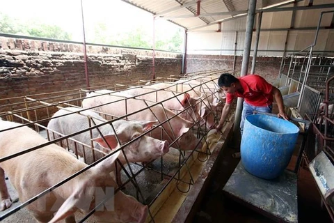 Một trang trại nuôi lợn. (Ảnh: Phạm Kiên/TTXVN)