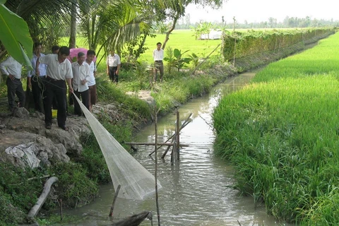 Mô hình sản xuất lúa kết hợp với nuôi cá đồng ở Cà Mau. (Ảnh: Minh Trí/TTXVN)