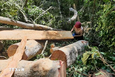 Những cây gỗ bị cưa hạ nằm ngổn ngang trong rừng. (Ảnh: Hoài Nam/TTXVN)
