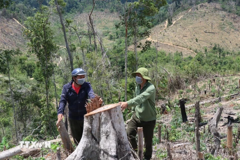 Những diện tích rừng bị tàn phá tại tiểu khu 704, xã Cư Bông, huyện Ea Kar, tỉnh Đắk Lắk. (Ảnh: TTXVN)