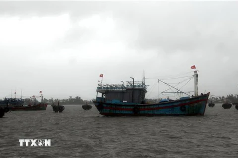 Tàu, thuyền của ngư dân xã Tam Quang, huyện Núi Thành, tỉnh Quảng Nam được neo đậu chắc chắn, đảm bảo không bị va đập khi bão đổ bộ. (Ảnh: Phước Tuệ/TTXVN)