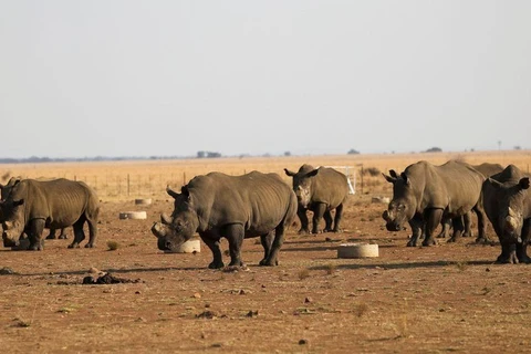 Tê giác tại khu bảo tồn tê giác Buffalo Dream Ranch. (Nguồn: Reuters)